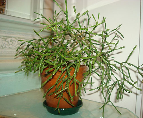 Освещение необходимое для какутса рипсалис