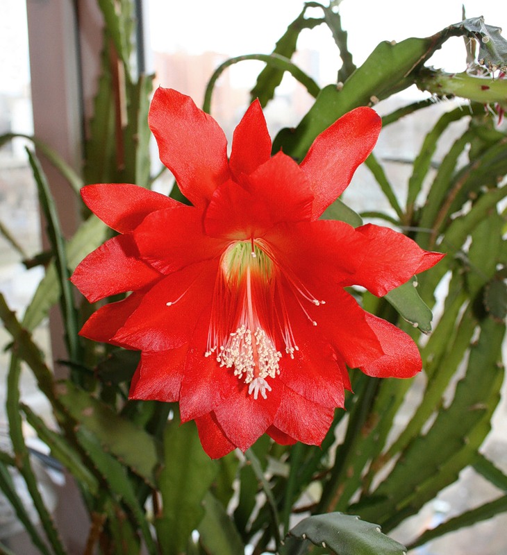 Лечебные свойства эпифиллума