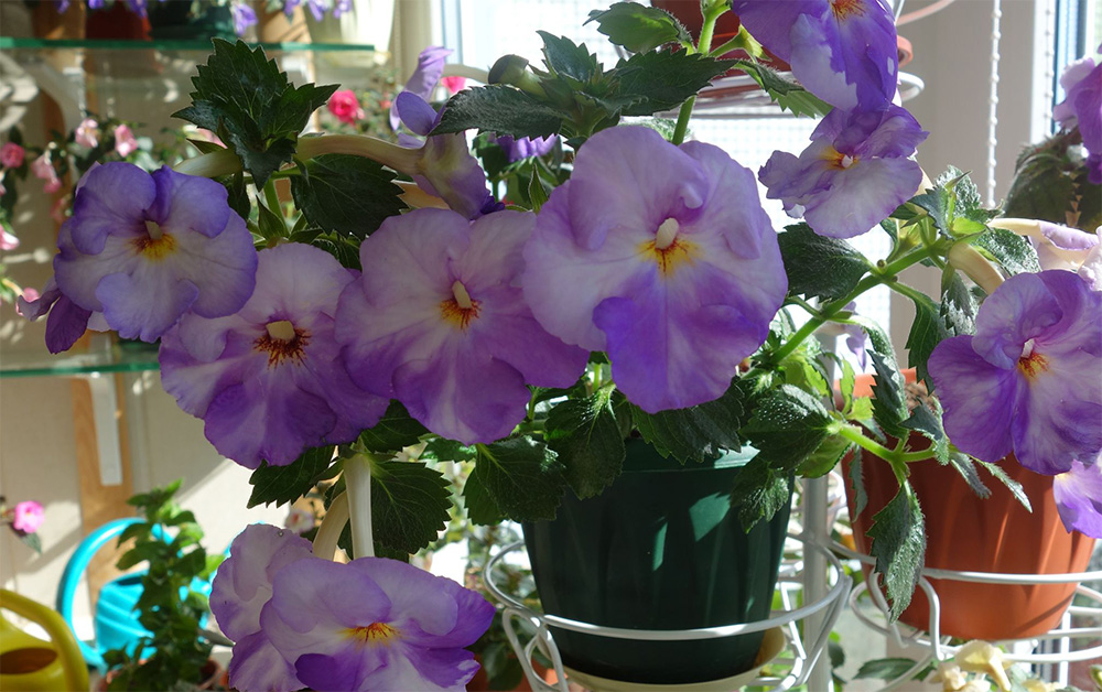 Ахименес крупноцветковый