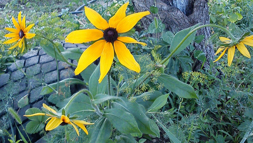 Рудбекия гигантская