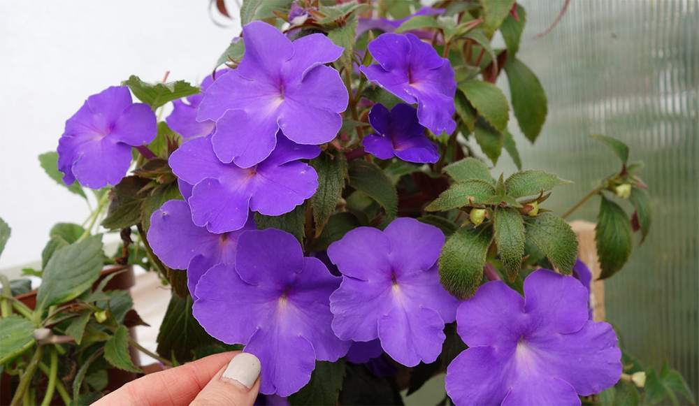 Ахименес Blue Star