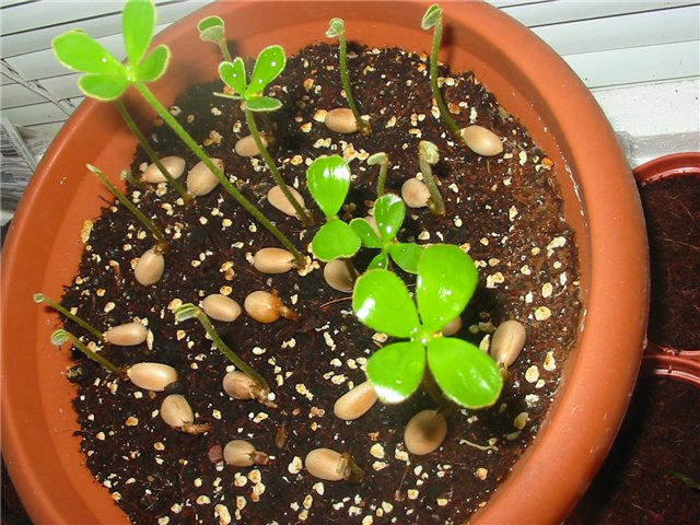 Размножение комнатного растения замия