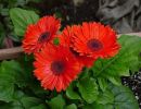 Гербера красная Гербера красная
