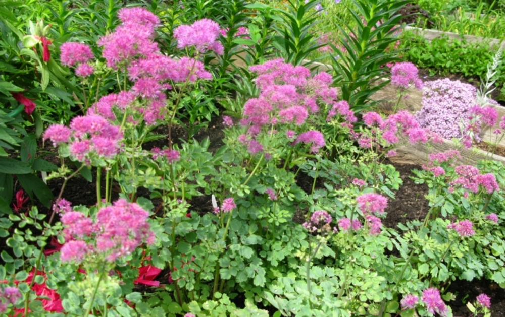 Василистник