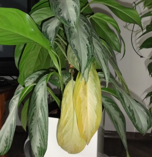 Заболевания аглаонемы