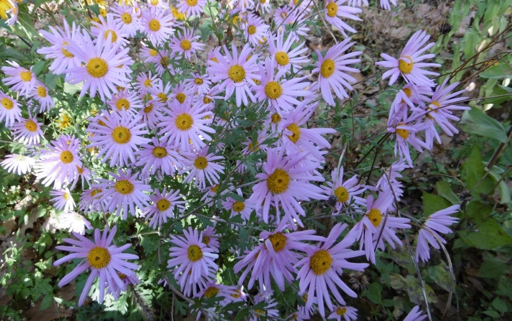 Сентябринки