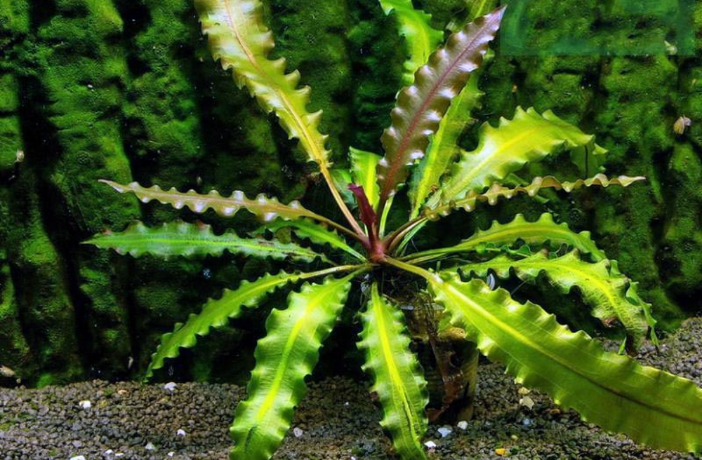 Апоногетон