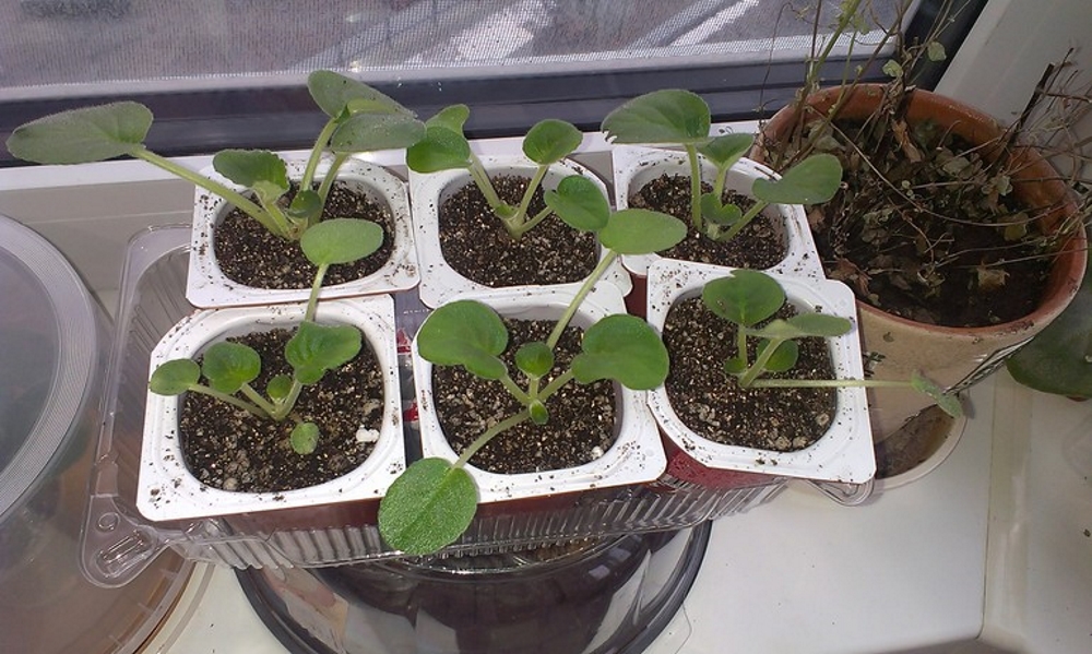 Ростки фиалки