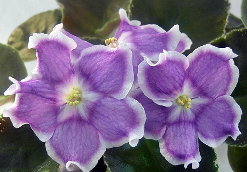 Фиалка сияние звезд