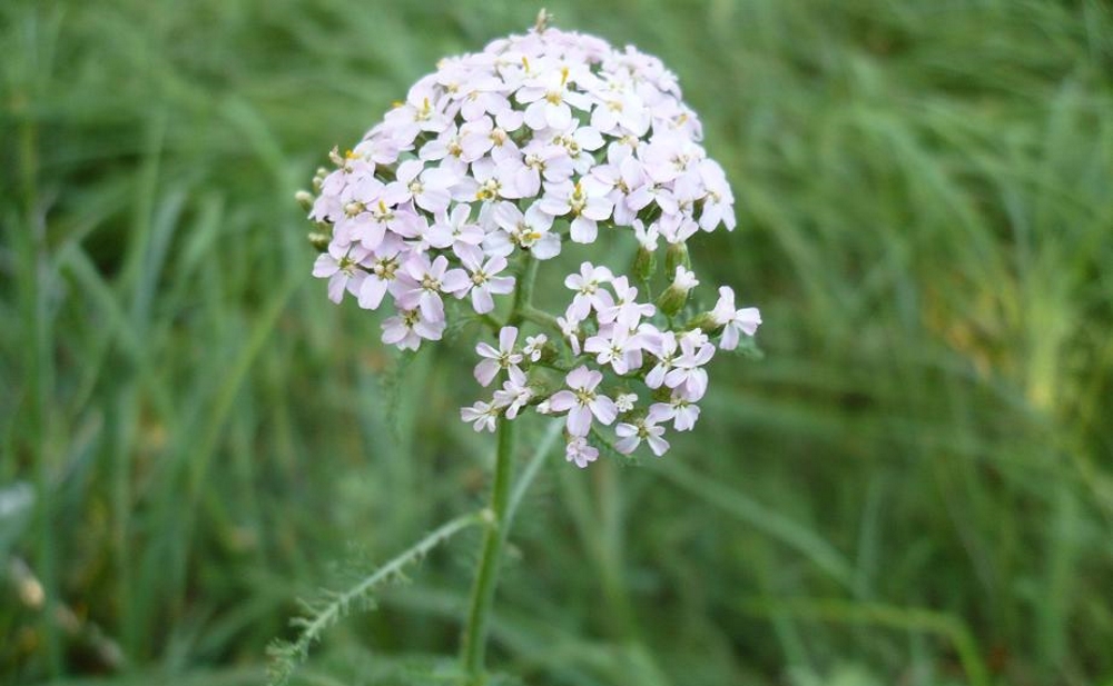 Тысячелистник