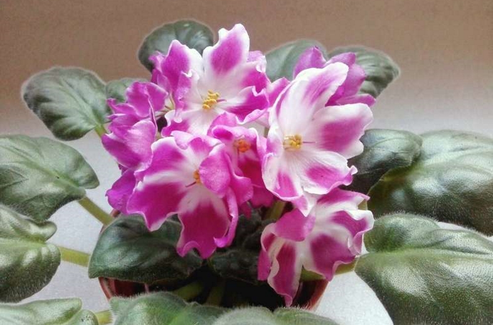 красивая фиалка маргарет в горшке