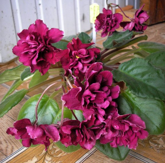 Фиалка шанхайская роза