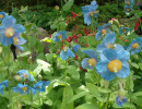 Меконопсис крупный (Meconopsis grandis) Меконопсис крупный (Meconopsis grandis)