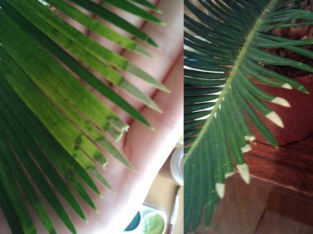 Болезни зимии