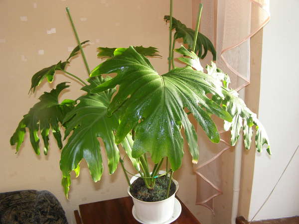 Освещение для филодендрона