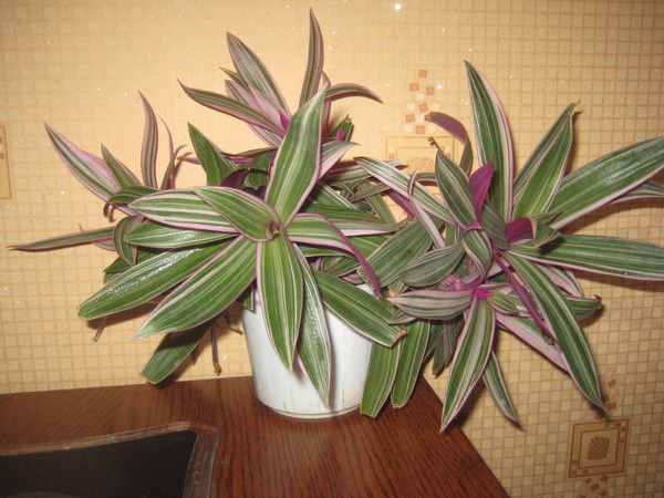 Традесканция