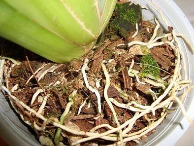 Пересадка мильтонии