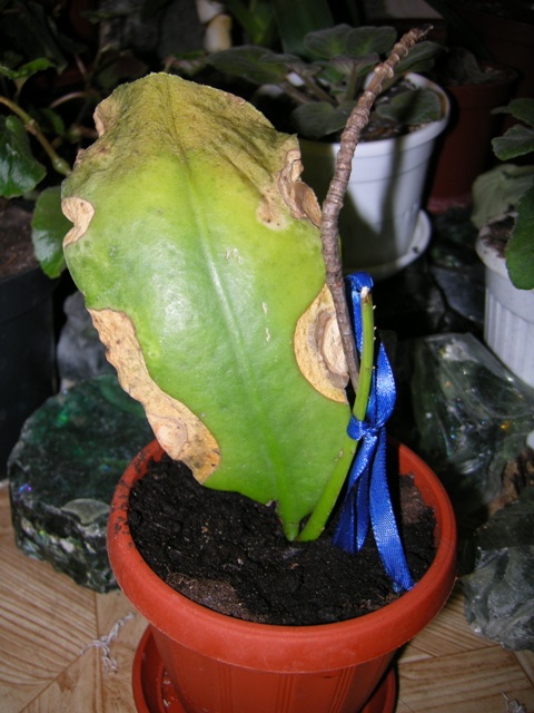 Эпифиллум сохнет