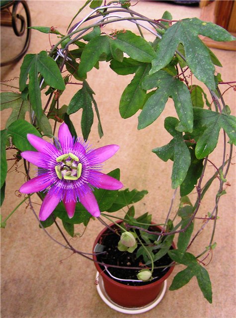 Уход за пассифлорой