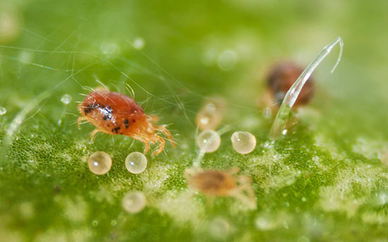 Паутинный клещ