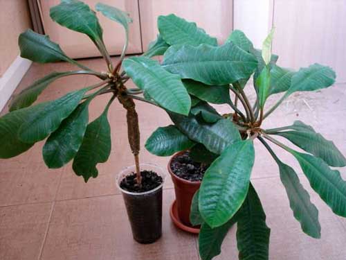 Молочай подкармливают в период вегетации