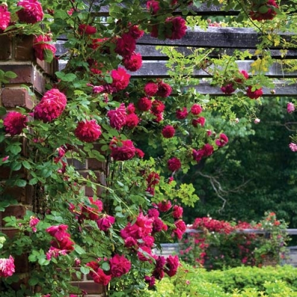 Роза Фальстаф