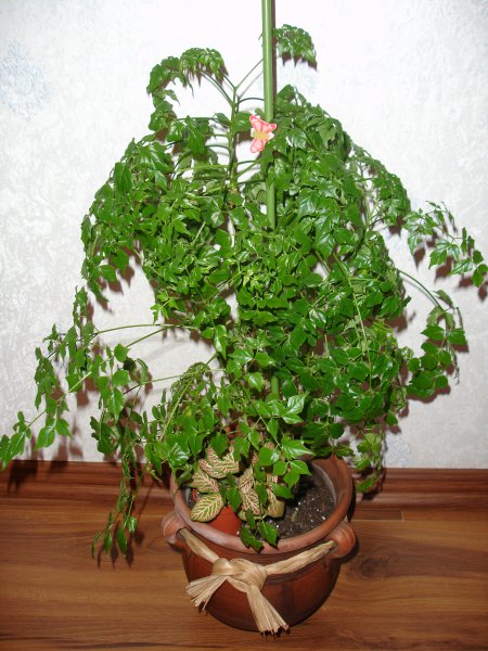 Радермахера