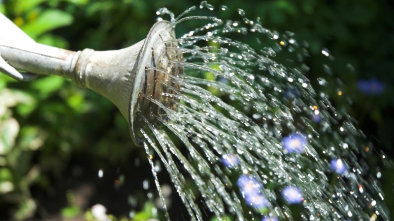 Полив растения Диффенбахия