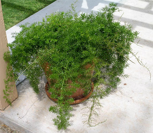 Виды и сорта аспарагуса