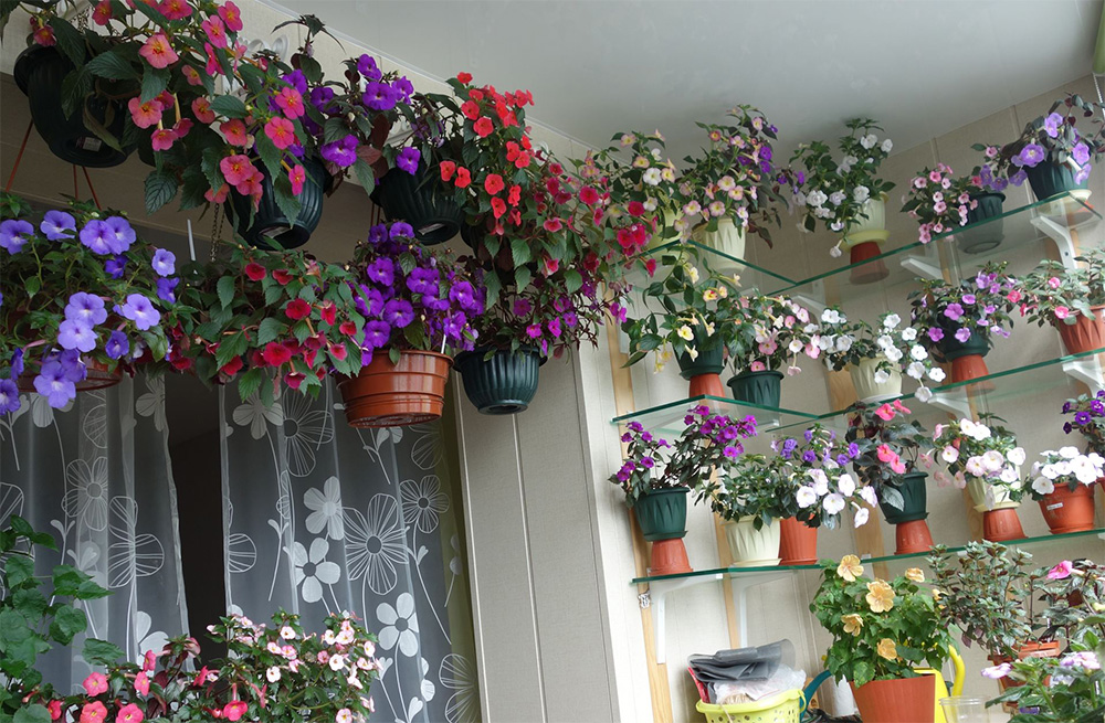 Уход и общие требования к содержанию ахименеса