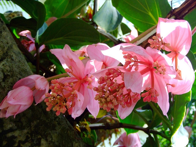 Мединилла полив и влажность воздуха