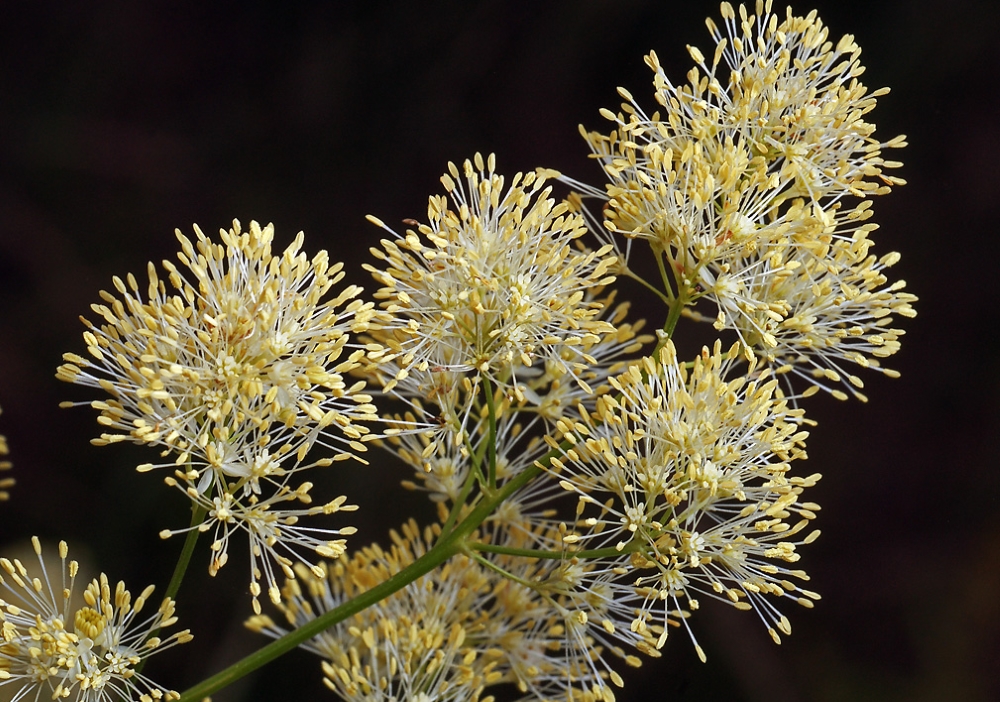 Василистник