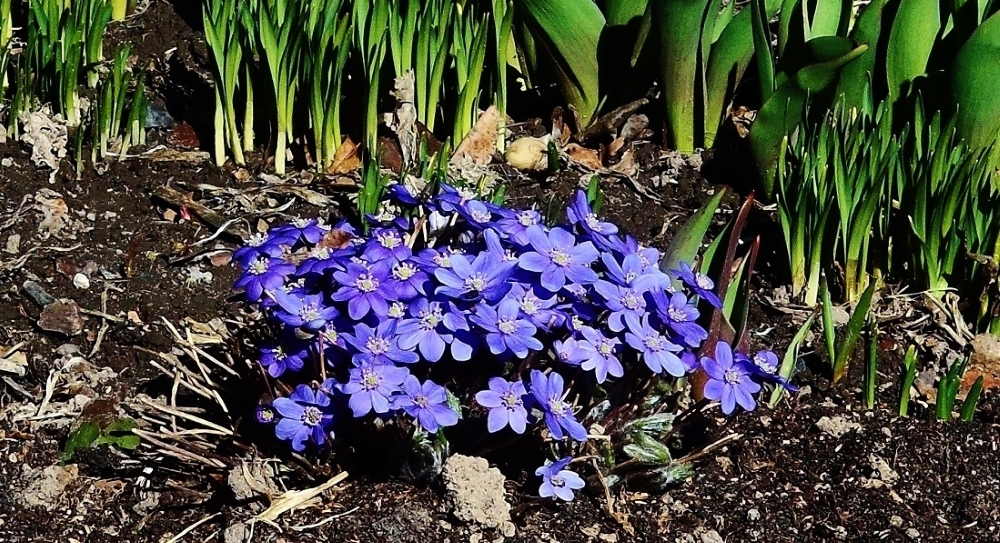 Печеночница