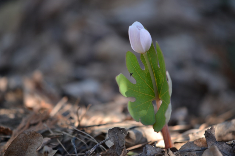 Сангвинария