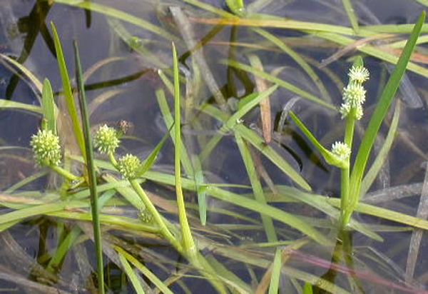 Ежеголовник