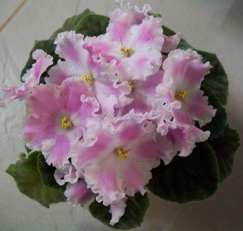 нежная фиалка сияние звезд