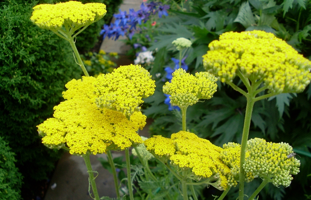 Тысячелистник