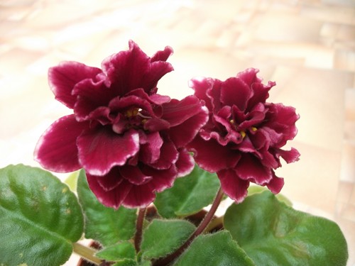 Фиалка фуксиевое кружево