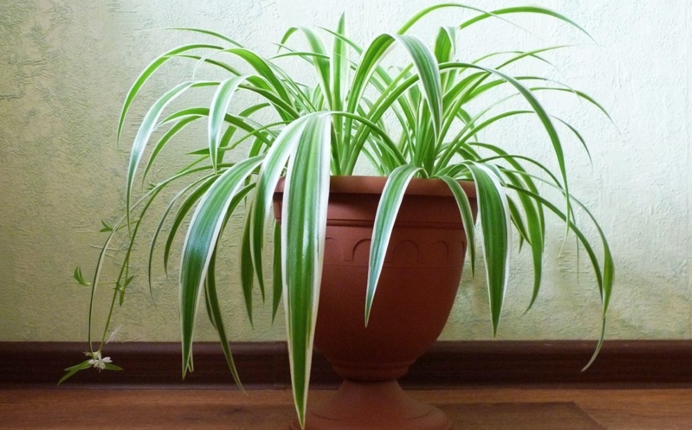 Хлорофитум