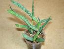 Гастерия бородавчатая (Gasteria verrucosa Haw.) Гастерия бородавчатая (Gasteria verrucosa Haw.)