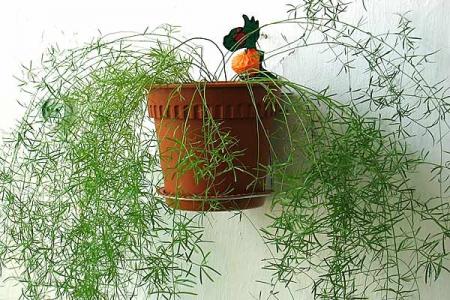 Уход за комнатным растение растением аспарагус