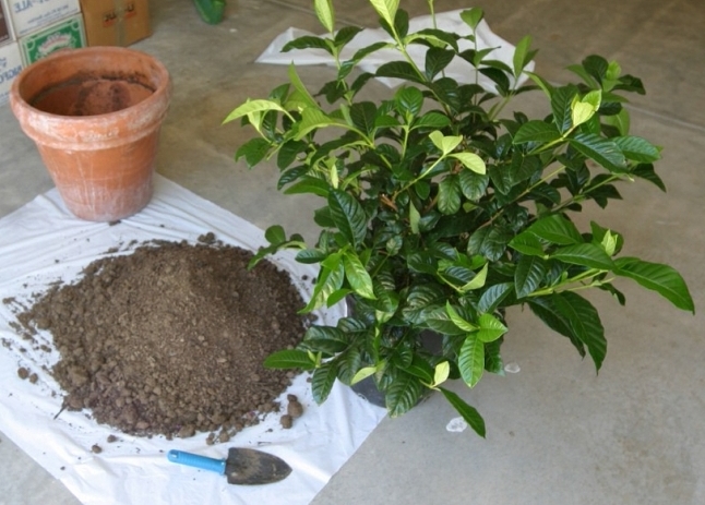 Пересадка гардении