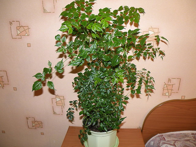 Полив Радермахеры