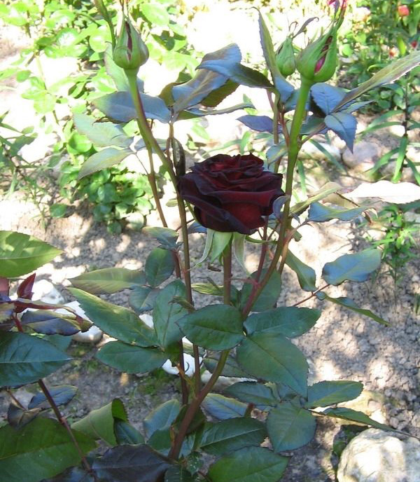 Роза Блэк Баккара в саду