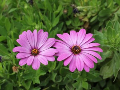 Остеоспермум