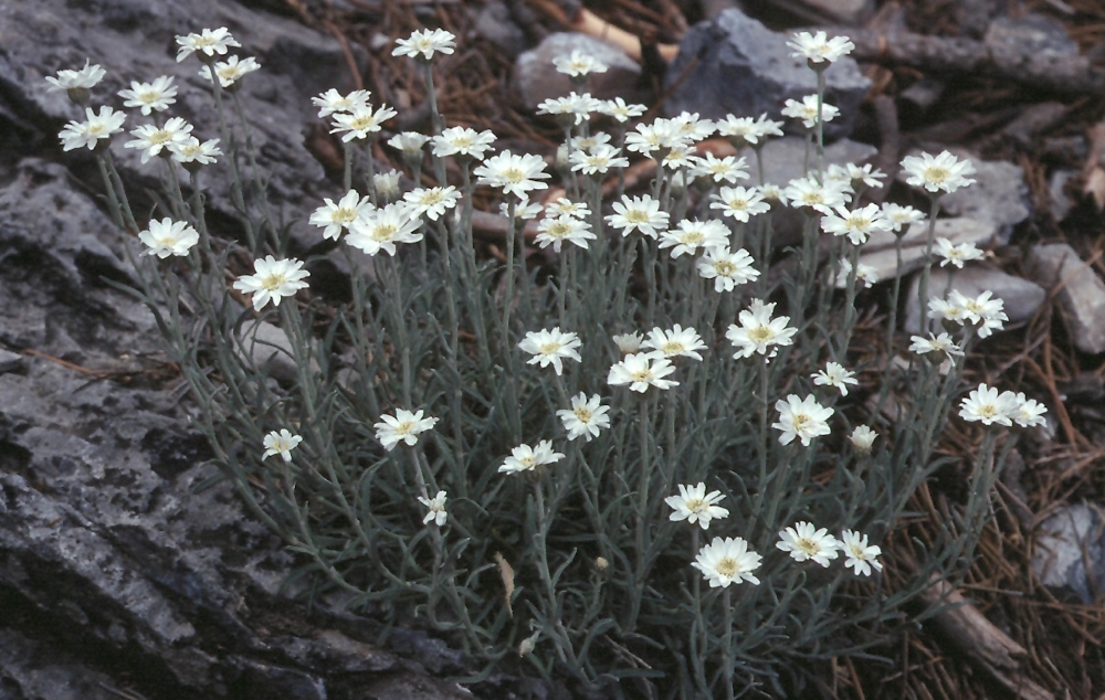 Тысячелистник