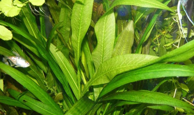 Эхинодорус