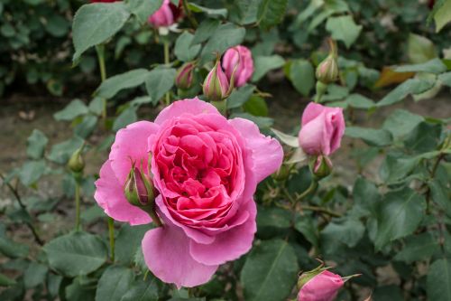 Плетистая Роза Парад