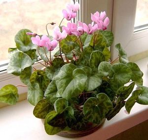 Освещение для цикламена