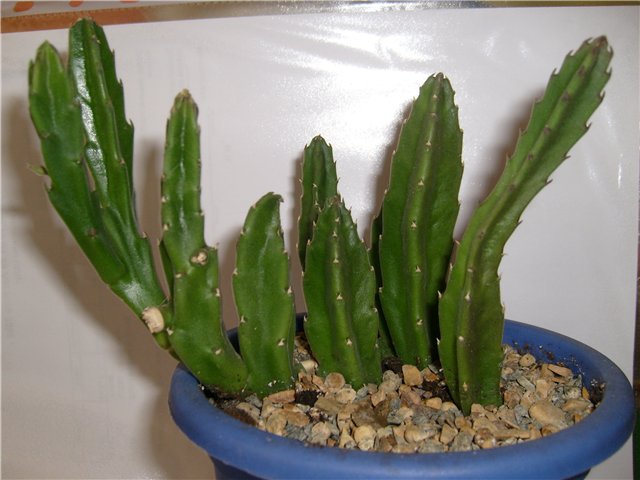 Особенности ухода после покупки комнатного цветка стапелия